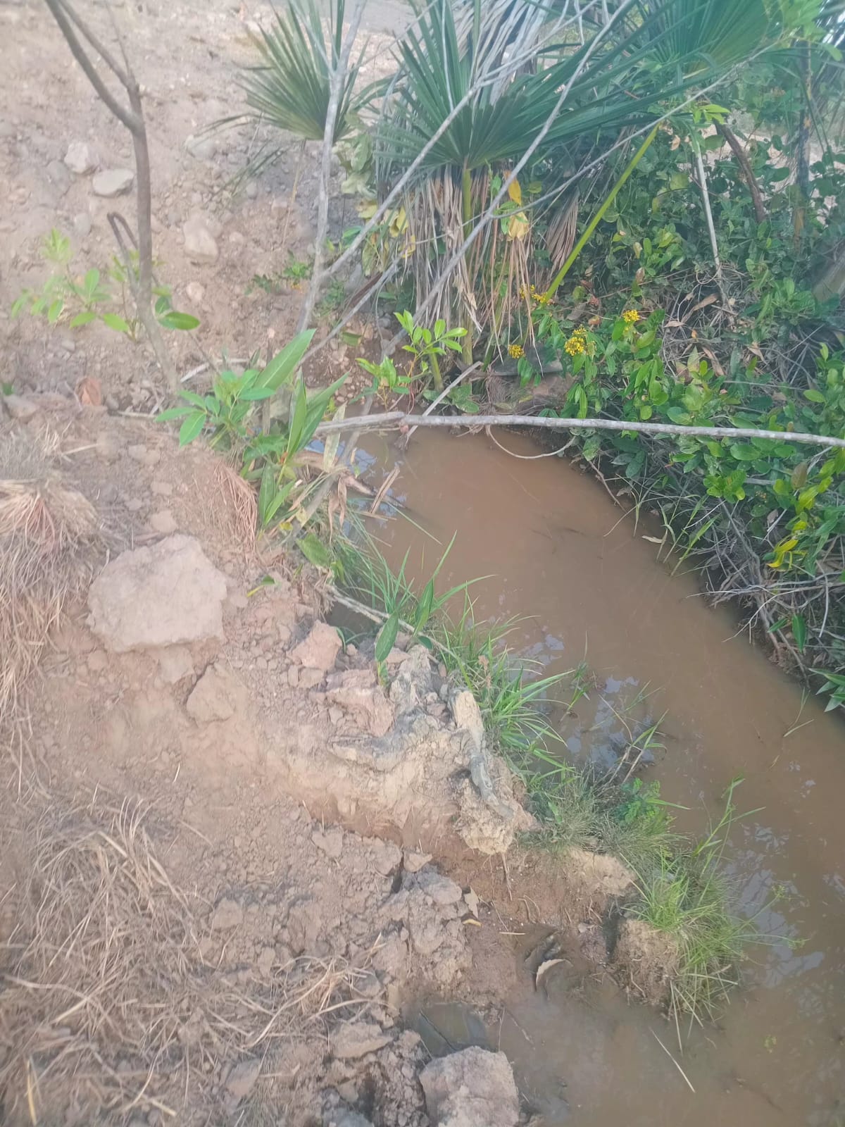 COEQTO denuncia crimes ambientais e violações de direitos no Território Quilombola Rio Preto